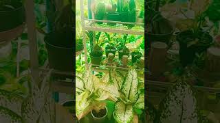 मैं तो गोल मटोल  shorts video  tendeg 🌺🌿🕉️🔱🎈 [upl. by Kele]