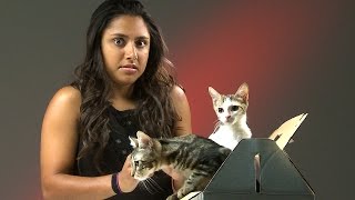 People Who Hate Cats Meet Kittens [upl. by Amargo]