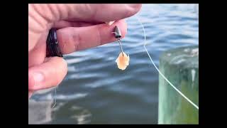 Relaxing together on the pier by the Pamlico catching bait fish [upl. by Annayak]