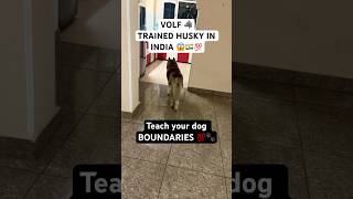 Trained HUSKY knows his boundaries🚨 husky dogtraining traineddog [upl. by Deuno154]