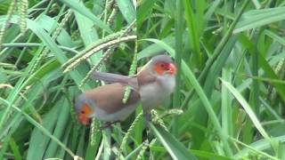 North American Wildlife  OrangeCheeked Waxbill a flock of around 15 birds [upl. by Gnep306]