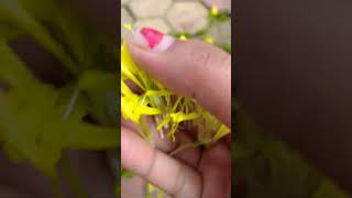 Marigold seeds song beautiful flowers shots youtubeshorts [upl. by Carmelia]