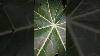 Papaya leaf [upl. by Mailand887]