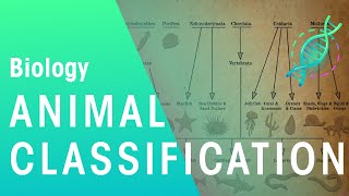 Animal Classification  Evolution  Biology  FuseSchool [upl. by Niattirb]