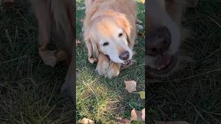 yathe yathe  song tamil tamilsong goldenretriever doglover [upl. by Ateloj249]