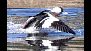 Bufflehead Stills and Video with Nikon D90 [upl. by Annoyi]