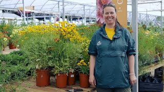 PETITTI Coreopsis  Grow Tickseed for Deer Resistance Cut Flowers amp Pollinators [upl. by Kelcy]