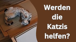 Lowboard aufbauen mit Katzen [upl. by Brelje472]