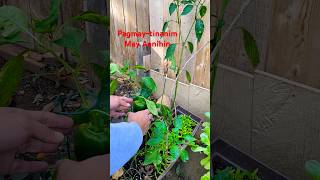 Harvesting Bell Pepper at the Backyard  Pagmaytinanim mayaanihin harvest bellpepper [upl. by Nylanna995]