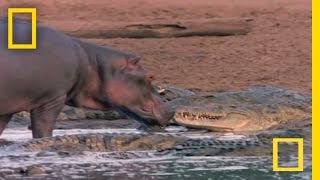 Hippo Licks Croc  National Geographic [upl. by Des677]