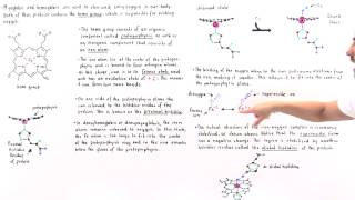 Getting Oxygen Myoglobin vs Hemoglobin [upl. by Enneillij787]