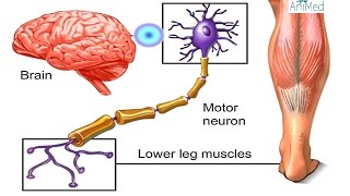 How Nervous System Works Animation  Nerve Conduction Physiology Central amp Peripheral Anatomy Video [upl. by Liddle]