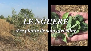 LE NGUERE 1ère plante de soin africaine [upl. by Orly986]