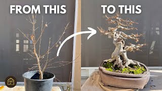 How to Turn a 3YearOld Tree to 25YearOld Bonsai [upl. by Orpha]