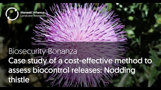 Biosecurity Bonanza Case study of a cost effective method to assess biocontrol releases [upl. by Liman400]