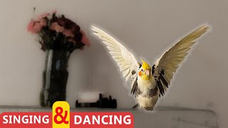 singing and dancing my cockatiel bird [upl. by Bartolome]