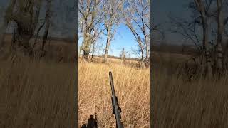 Big Quail Coveys to start bird season off hunting birdhunting quailhunting shorts [upl. by Eissalc927]