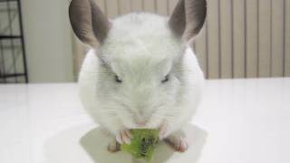 Chinchilla Nom Nom Kiwi [upl. by Astra160]