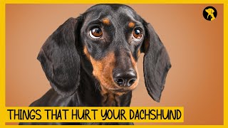 5 Things That Emotionally Hurt Your Dachshund [upl. by Opiuuk165]