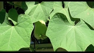 How to Grow Chayote [upl. by Assiron]