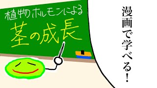 【漫画】植物ホルモンによる茎の成長をマンガで解説！ 大学受験 酸成長説 受験 [upl. by Leinaj]