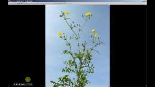 Sonchus oleraceus  Sow Thistle Pt 1 of 2 [upl. by Enilegna961]