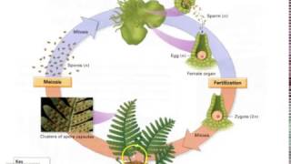 Pteridophyte Lifecycle [upl. by Pasia]