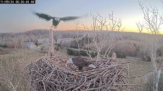 The intruder slept in the nest and attacked Scout in the morning NCTC Eagle Nest2024 11 08 [upl. by Ahsait]