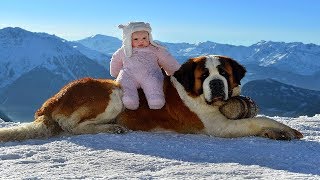 St Bernard and Baby Compilation [upl. by Mitinger]