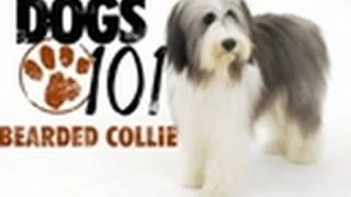 Dogs 101  Bearded Collie [upl. by Silberman]