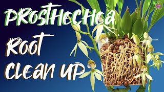 Prosthechea cochleata repot amp clean up  How to clean extensive orchid root system ninjaorchids [upl. by Austen755]