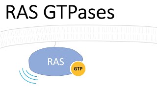 RAS Protein  Small GTPases [upl. by Zurkow]