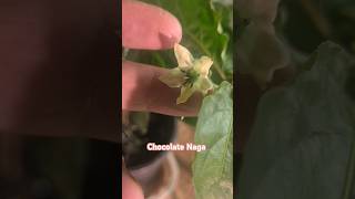 Chocolate Naga Moris Chilli gardening [upl. by Rramaj311]