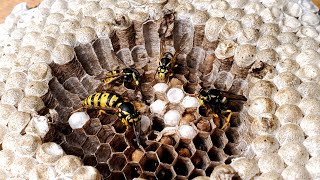 Yellow Jacket Nest Removal  Tweezing Larvae ASMR [upl. by Dang]