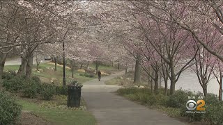 Cherry Blossoms In Branch Brook Park At Peak Bloom [upl. by Ididn]