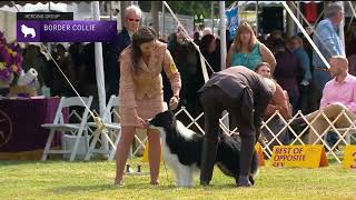 Border Collies  Breed Judging 2022 [upl. by Alma]