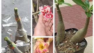 adenium plant seed grown grafting done result is awesomeplantytfeed garden desertroses grafting [upl. by Hanae]