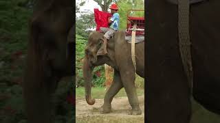 Kham Phaeng  This Mischievous Girl Was Our Second Elephant Rescue  Unchained Elephants [upl. by Tesil866]