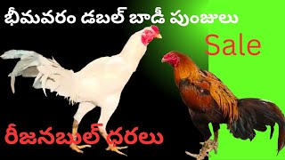 sale భీమవరం డబల్ బాడీ టు టాప్ క్వాలిటీ పంజులు సేల్ videoviral9542131141 [upl. by Powe946]