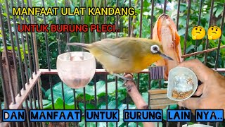 MANFAAT ULAT KANDANG UNTUK BURUNG PLECI DAN UNTUK BURUNG LAINNYA🐦🐦🤔🤔2024 [upl. by Bonar]