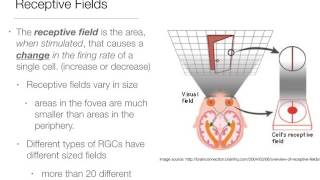 Rod Cell Signaling [upl. by Noraha]