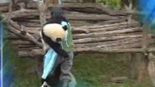 When Pandas Attack [upl. by Butch]