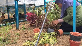 Cantikkan Reban Ayam Kampung Dengan Pokok Ati2 [upl. by Cyrie]