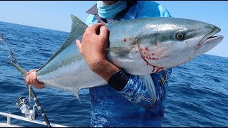 Yellowtail Kingfish MAYHEM amp BLOWN UP Venom [upl. by Atikim77]