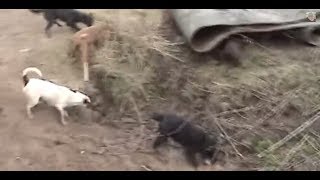 Ratting Fast action ratting with terriers ratting on farms ratting video 201718 [upl. by Joletta654]