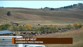 2023 Custer State Park Buffalo Roundup Press Briefing  SDPB News [upl. by Bili]