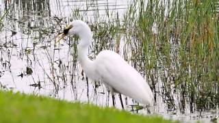 white heron devouring moorhen chick [upl. by Enirac]