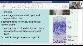 Day 12 June 19 Endochondral Ossification [upl. by Romeyn]