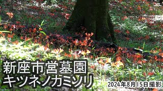 【4K】新座市営墓園・キツネノカミソリが見頃（2024年8月15日） [upl. by Enoid]