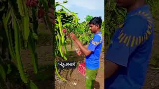 like  comment dagla thay ho farmer farming farmerlife desi [upl. by Ellehcram20]